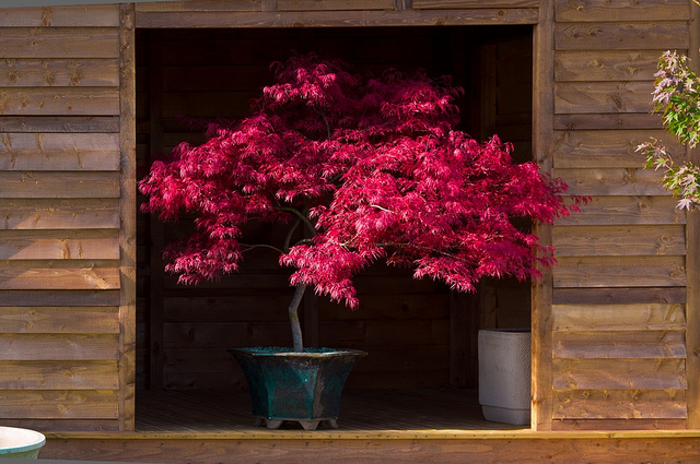 Acer palmatum  - Atropurpureum, Bloodgood, Maple leaf lace, maple cascade - Image 10