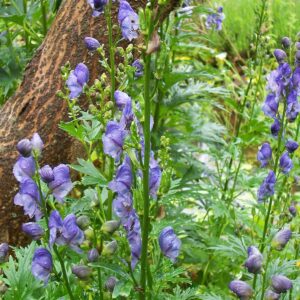 Aconitum heterophyllum - Atis, Ativisha, Indian Atees, Patrees, Indian Atees, Greenish Himalayan Monkshood