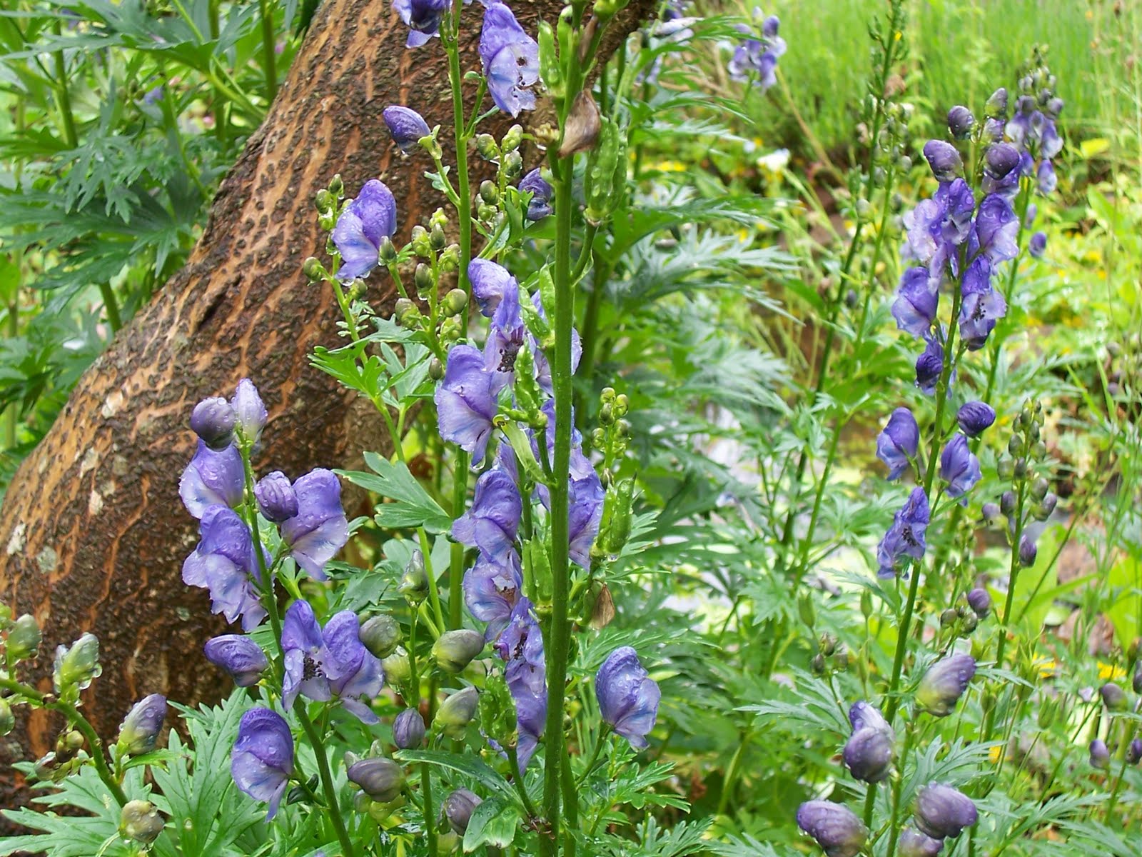 Aconitum heterophyllum - Atis, Ativisha, Indian Atees, Patrees, Indian Atees, Greenish Himalayan Monkshood
