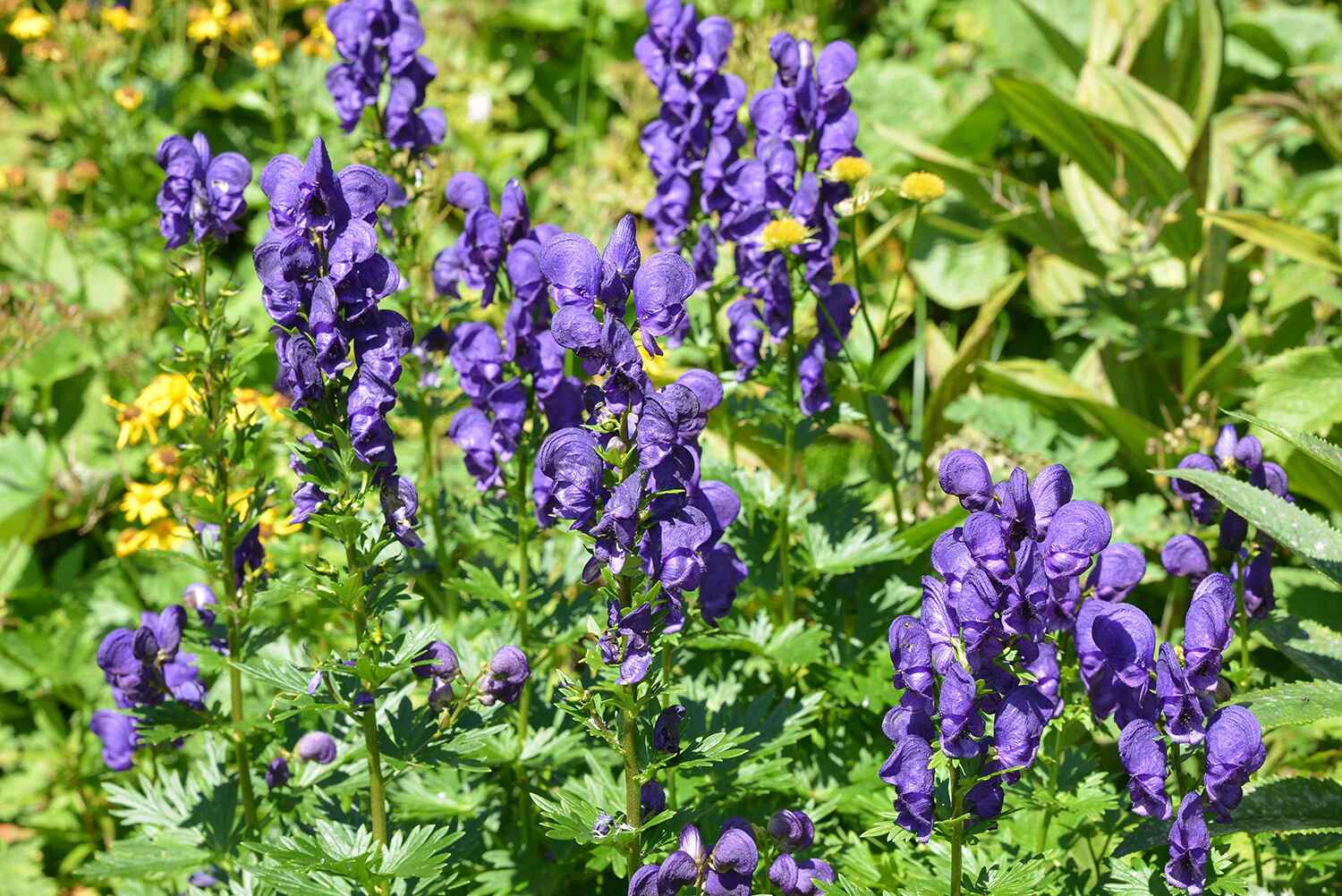 Aconitum heterophyllum - Atis, Ativisha, Indian Atees, Patrees, Indian Atees, Greenish Himalayan Monkshood - Image 2