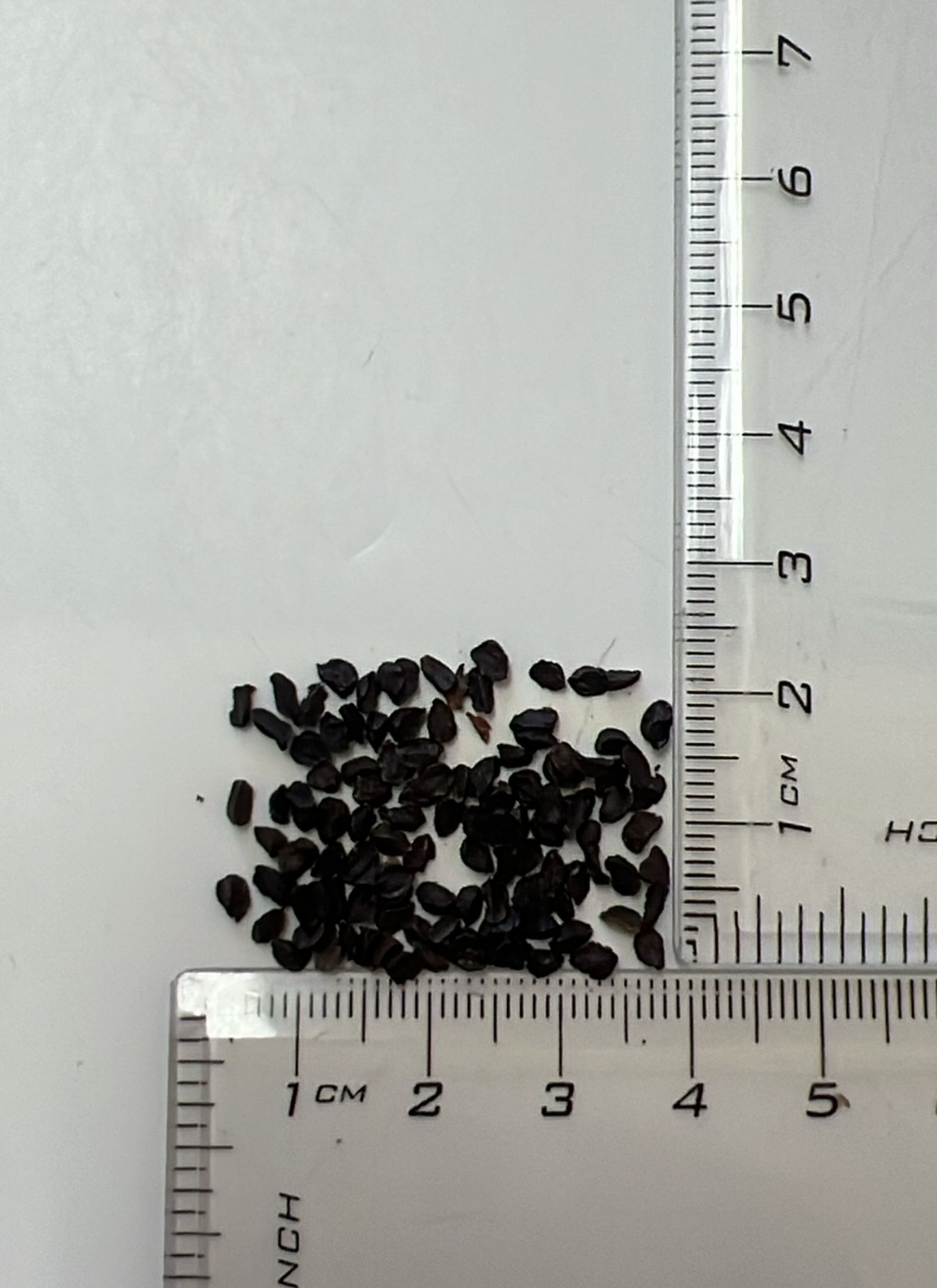 Aconitum heterophyllum - Atis, Ativisha, Indian Atees, Patrees, Indian Atees, Greenish Himalayan Monkshood - Image 4