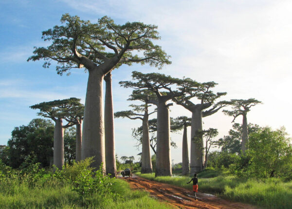 Adansonia grandidieri - Grandidiers Baobab, Giant Baobab - Image 9