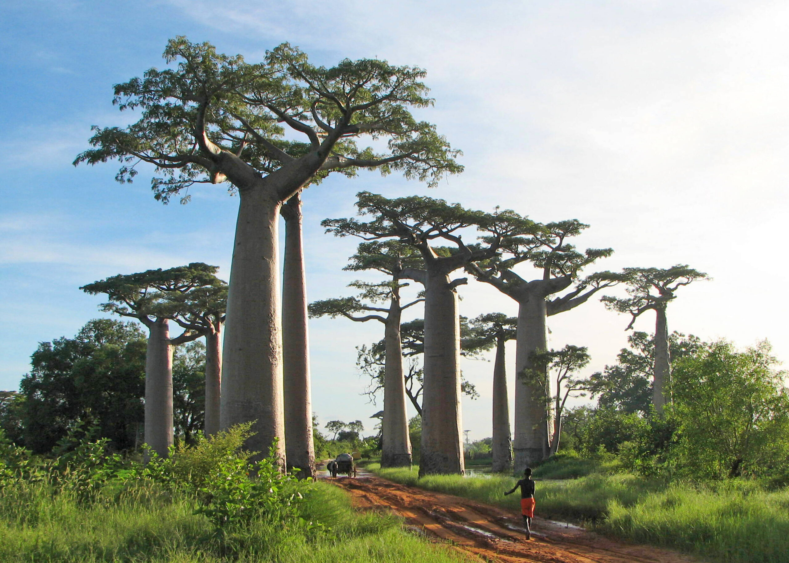 Adansonia grandidieri - Grandidiers Baobab, Giant Baobab - Image 9