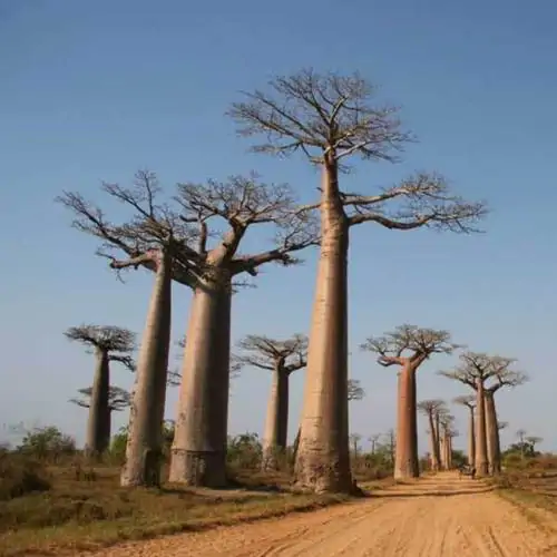 Adansonia madagascariensis - Baobáb, madagascar baobab, mahajanga baobab