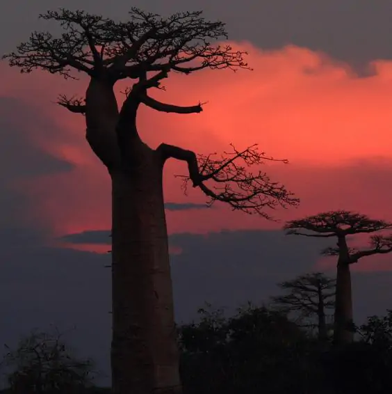 Adansonia madagascariensis - Baobáb, madagascar baobab, mahajanga baobab - Image 2