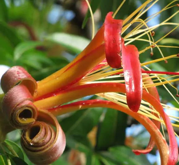 Adansonia madagascariensis - Baobáb, madagascar baobab, mahajanga baobab - Image 4