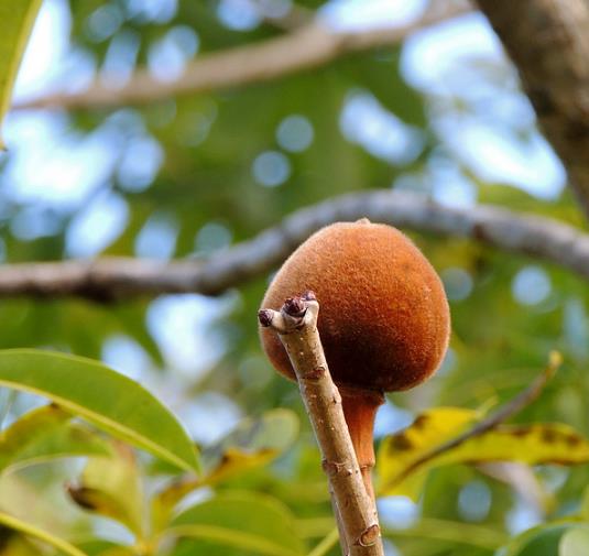 Adansonia madagascariensis - Baobáb, madagascar baobab, mahajanga baobab - Image 5