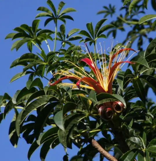 Adansonia madagascariensis - Baobáb, madagascar baobab, mahajanga baobab - Image 6