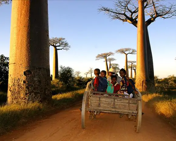 Adansonia madagascariensis - Baobáb, madagascar baobab, mahajanga baobab - Image 8