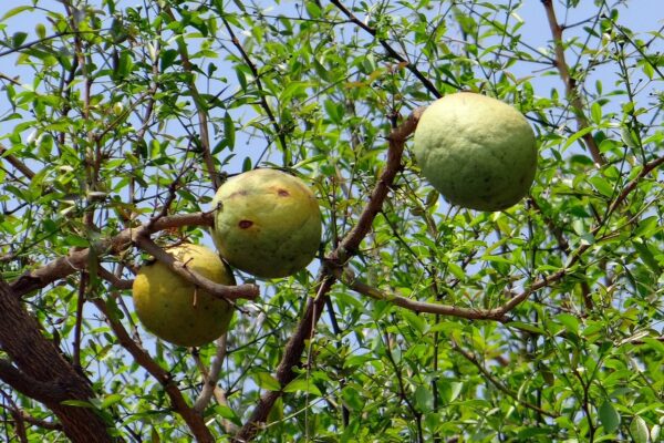 Aegle marmelos / Belou marmelos / Crateva marmelos - Bael, Bengal Quince, Golden Apple, Japanese Bitter Orange, Stone Apple, Wood Apple - Image 11