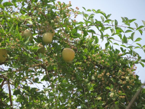 Aegle marmelos / Belou marmelos / Crateva marmelos - Bael, Bengal Quince, Golden Apple, Japanese Bitter Orange, Stone Apple, Wood Apple - Image 12