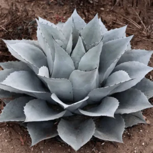 Agave ovatifolia 'Giant' - Giant Whale's Tongue Century Plant
