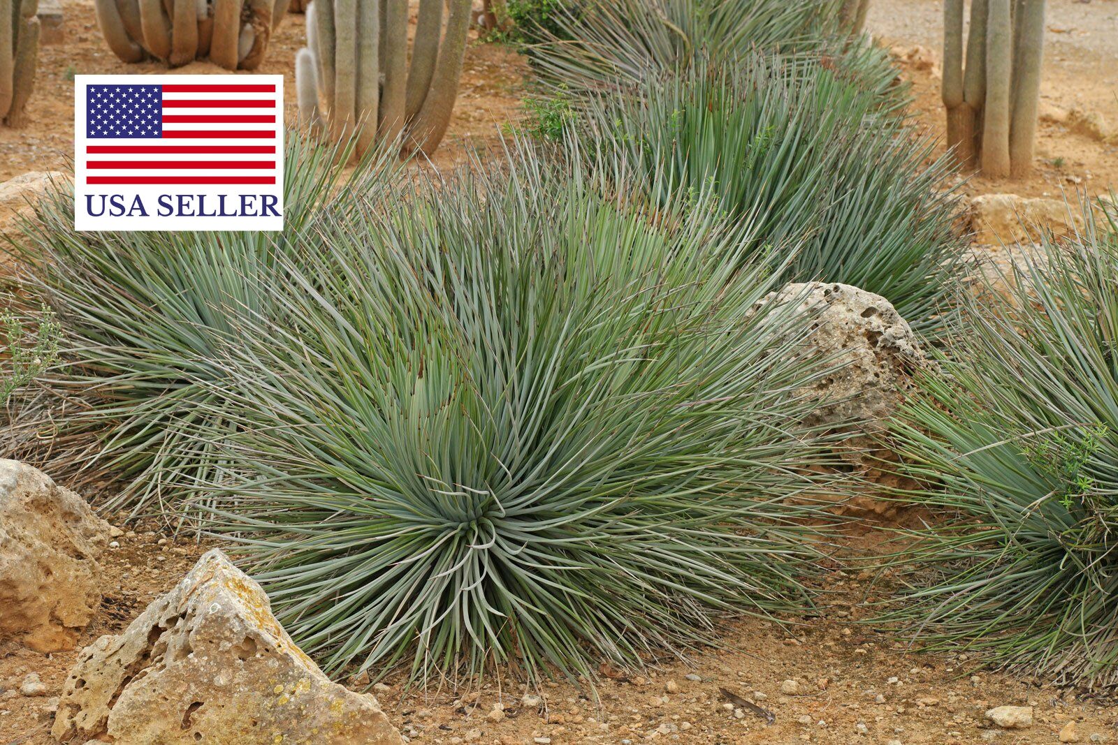 Agave striata subsp. striata - Espadin, Ngopanie Aloe, Hedgehog Agave, Rabo de León - Image 2