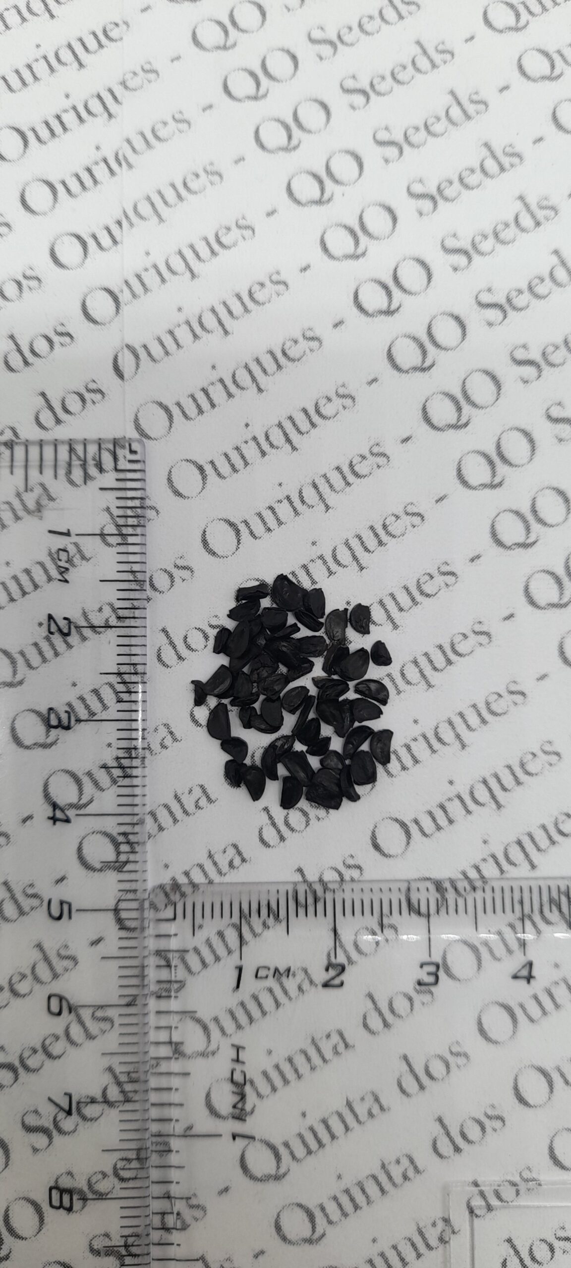 Agave striata subsp. striata - Espadin, Ngopanie Aloe, Hedgehog Agave, Rabo de León - Image 3