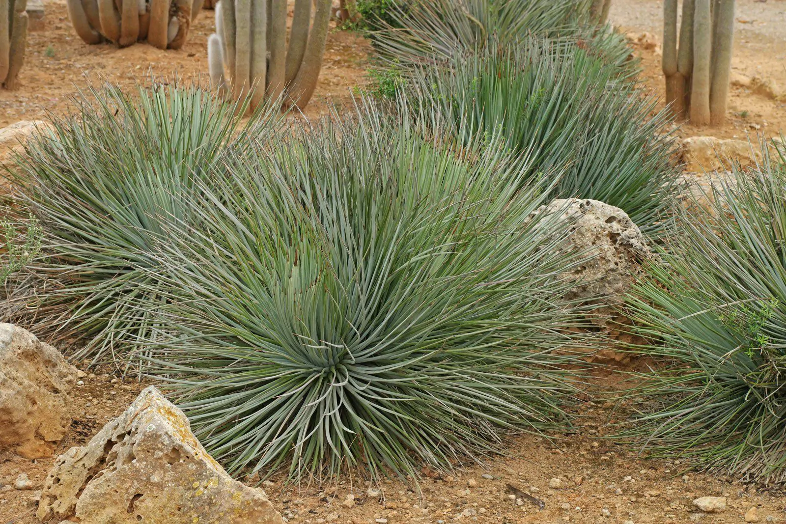Agave striata subsp. striata - Espadin, Ngopanie Aloe, Hedgehog Agave, Rabo de León
