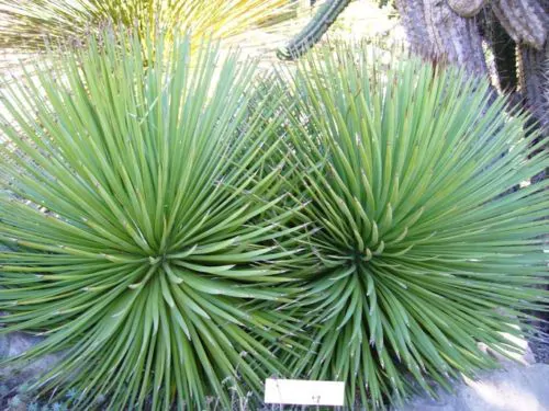 Agave striata subsp. striata - Espadin, Ngopanie Aloe, Hedgehog Agave, Rabo de León - Image 5