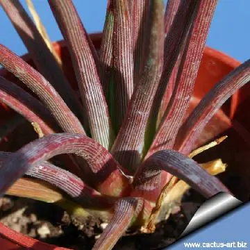Agave stricta var. rubra - Red Hedgehog Agave, Purple Globe Agave, Purple Needle Leaf Agave, Red Needle Aga - Image 2
