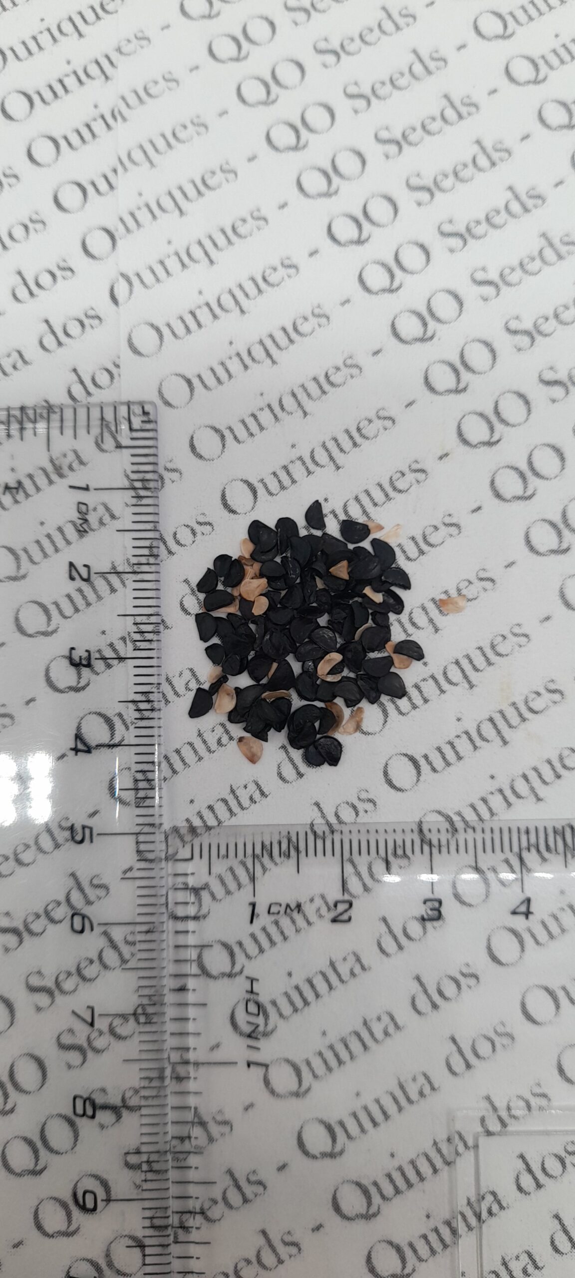 Agave victoriae-reginae subsp. victoriae-reginae - Queen Victoria Agave, Royal Agave - Image 8