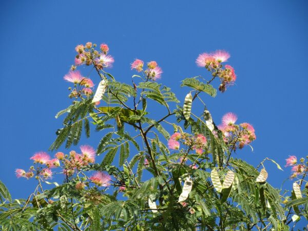 Albizia julibrissin var. rosea - Pink Silk Tree, Mimosa Tree, Persian Silk Tree - Image 14