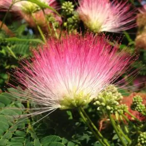 Albizia saman - Monkeypod, Rain Tree, Saman