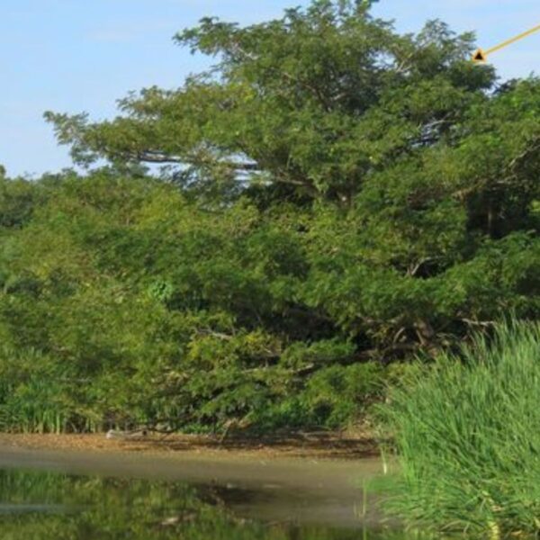 Albizia saman - Monkeypod, Rain Tree, Saman - Image 6