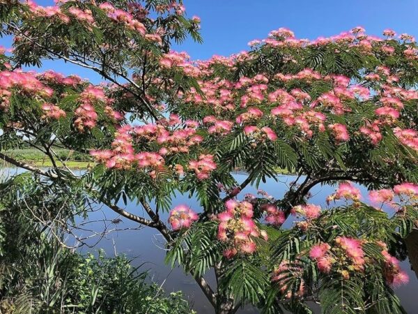 Albizia saman - Monkeypod, Rain Tree, Saman - Image 11