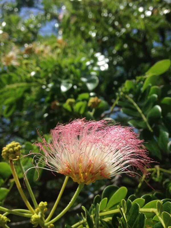 Albizia saman - Monkeypod, Rain Tree, Saman - Image 15