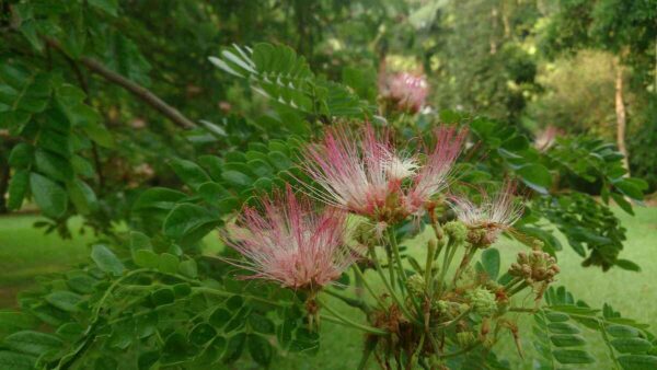 Albizia saman - Monkeypod, Rain Tree, Saman - Image 16