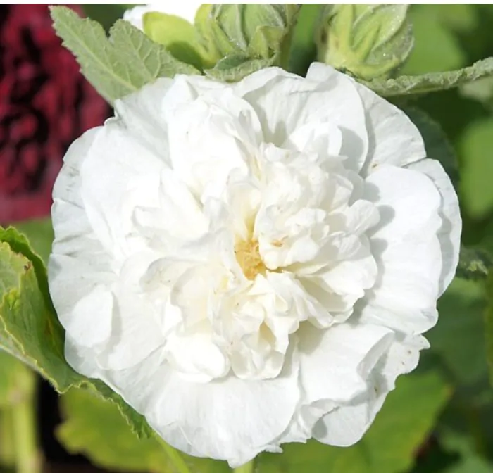 Alcea rosea 'Chater's Double White' - Alcea, Atléia, Royal Malva, Malvaisco, Hollyhock - Image 2