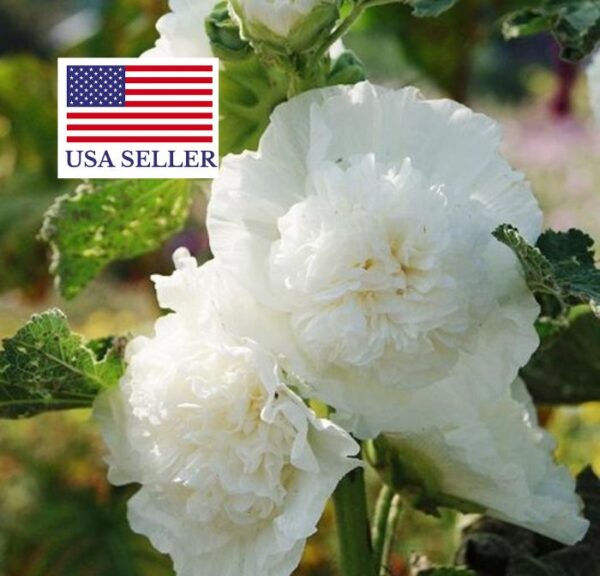 Alcea rosea 'Chater's Double White' - Alcea, Atléia, Royal Malva, Malvaisco, Hollyhock - Image 3