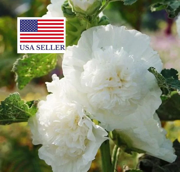Alcea rosea 'Chater's Double White' - Alcea, Atléia, Royal Malva, Malvaisco, Hollyhock - Image 3
