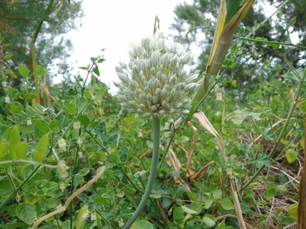 Allium cepa - Allium cepa 'Nashik', Bulb Onion, Common Onion - Image 4