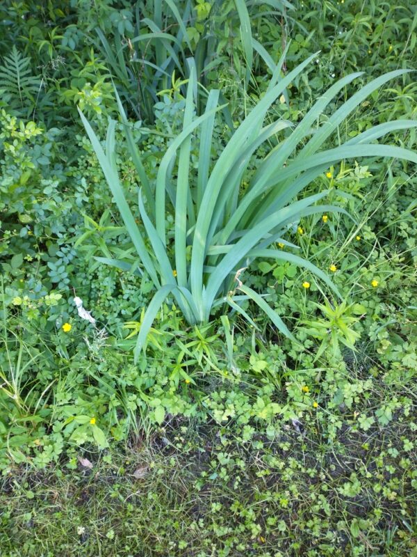 Allium cepa - Allium cepa 'Nashik', Bulb Onion, Common Onion - Image 6