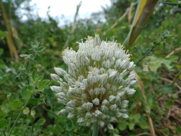 Allium cepa - Allium cepa 'Nashik', Bulb Onion, Common Onion - Image 8