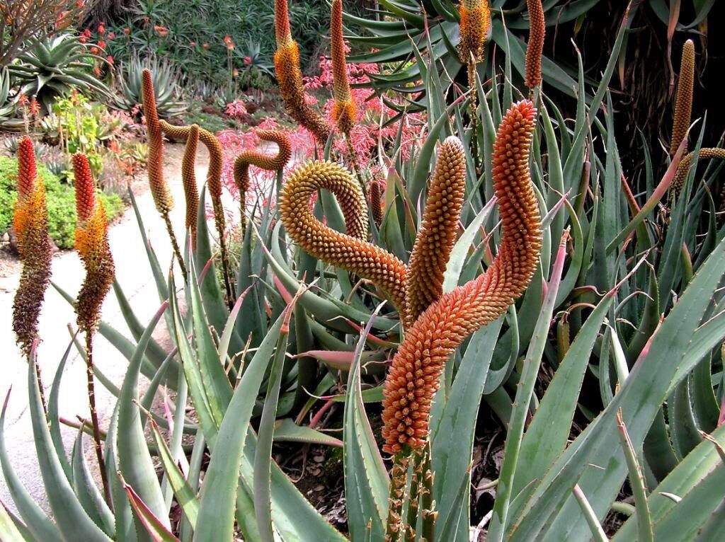 Aloe castanea - Cats Tail Aloe - Image 2