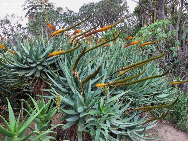 Aloe castanea - Cats Tail Aloe - Image 3