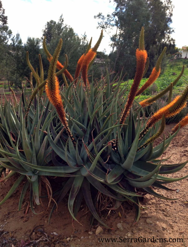 Aloe castanea - Cats Tail Aloe - Image 5