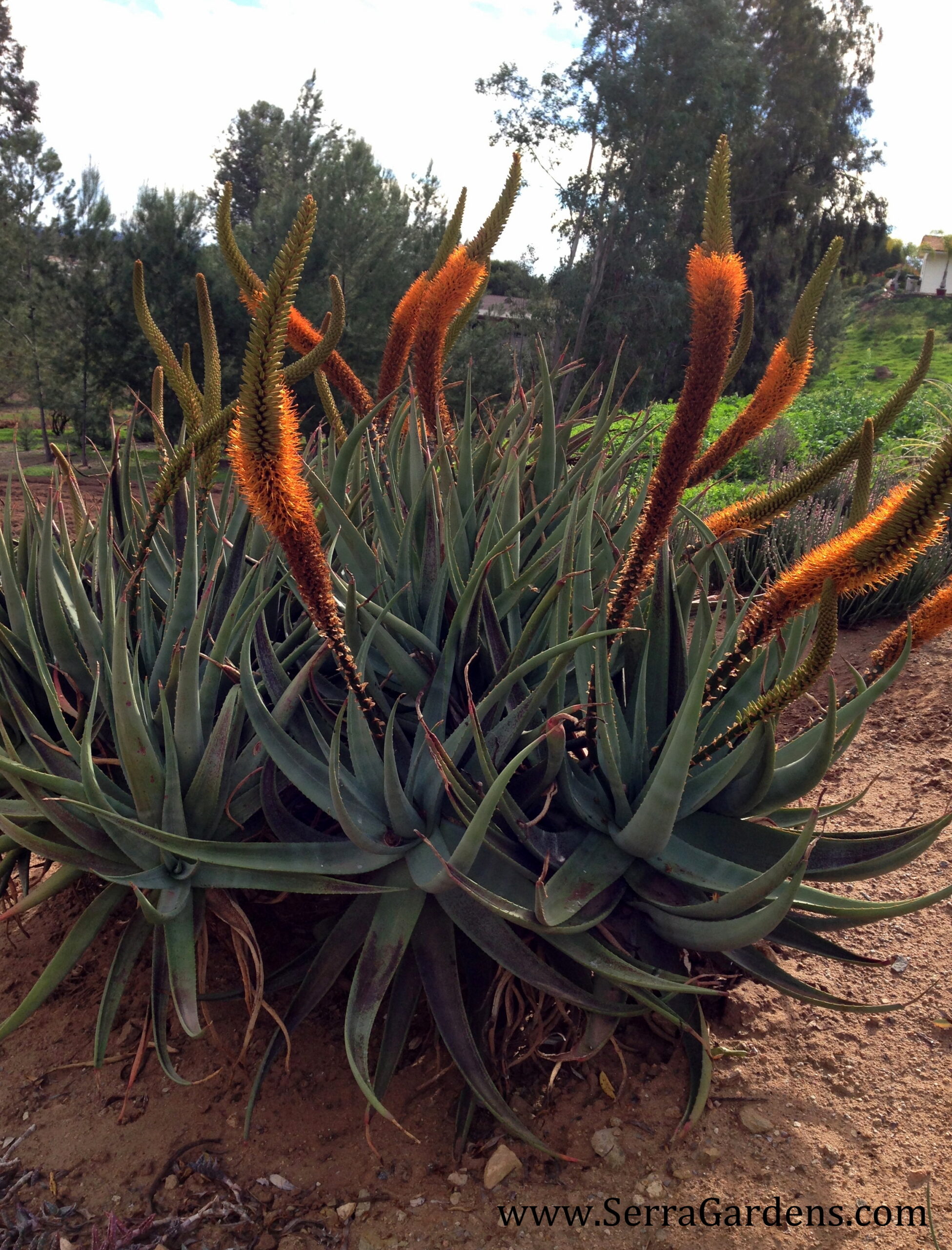 Aloe castanea - Cats Tail Aloe - Image 5