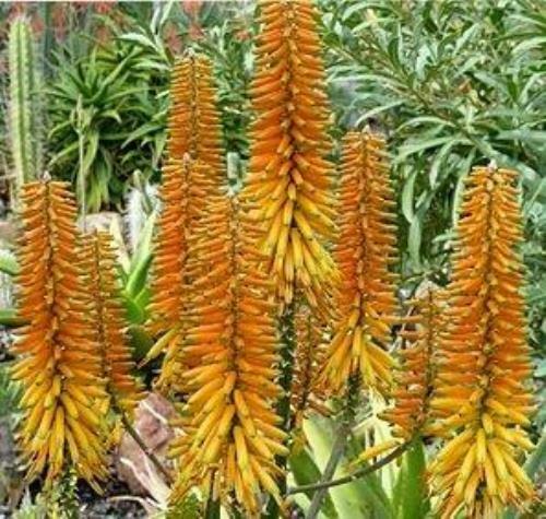 Aloe kaokoensis - - Image 3