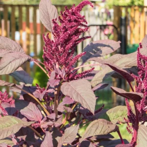 Amaranthus cruentus - Red Amaranth, Blood Amaranth