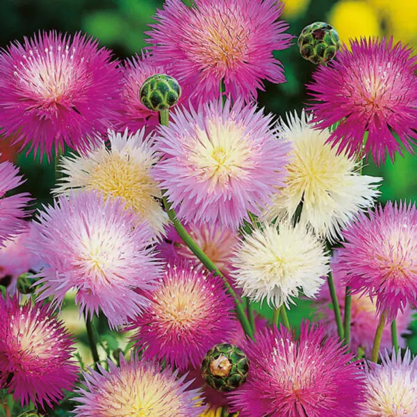 Amberboa moschata - Sweet Sultan 'Imperialis Mix'