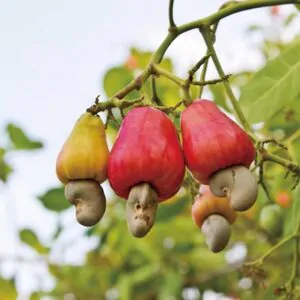 Anacardium occidentale - Cashew Tree, Cashew Nuts