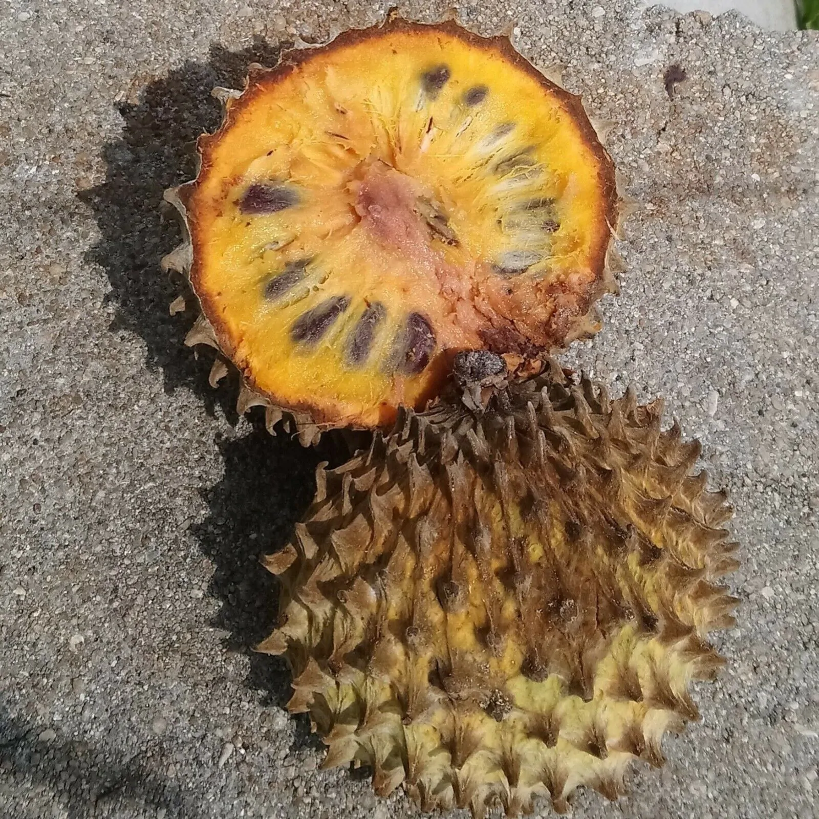 Annona purpurea - Soncoya, Yellow Ilama, chinkuya - Image 3