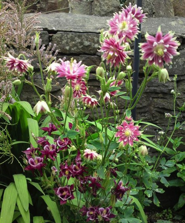 Aquilegia vulgaris var. stellata 'Nora Barlow' - Aquilegia clematis flower, Columbine Pink