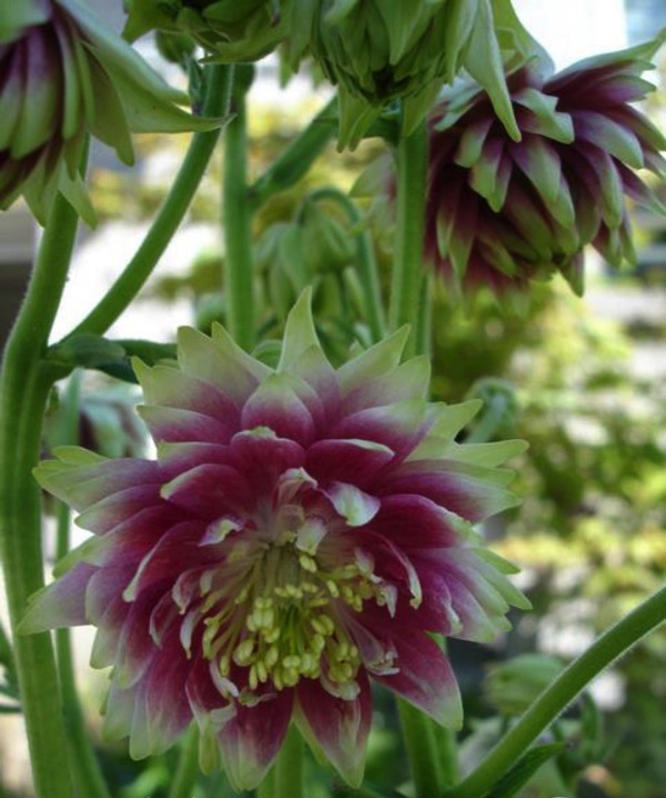 Aquilegia vulgaris var. stellata 'Nora Barlow' - Aquilegia clematis flower, Columbine Pink - Image 6