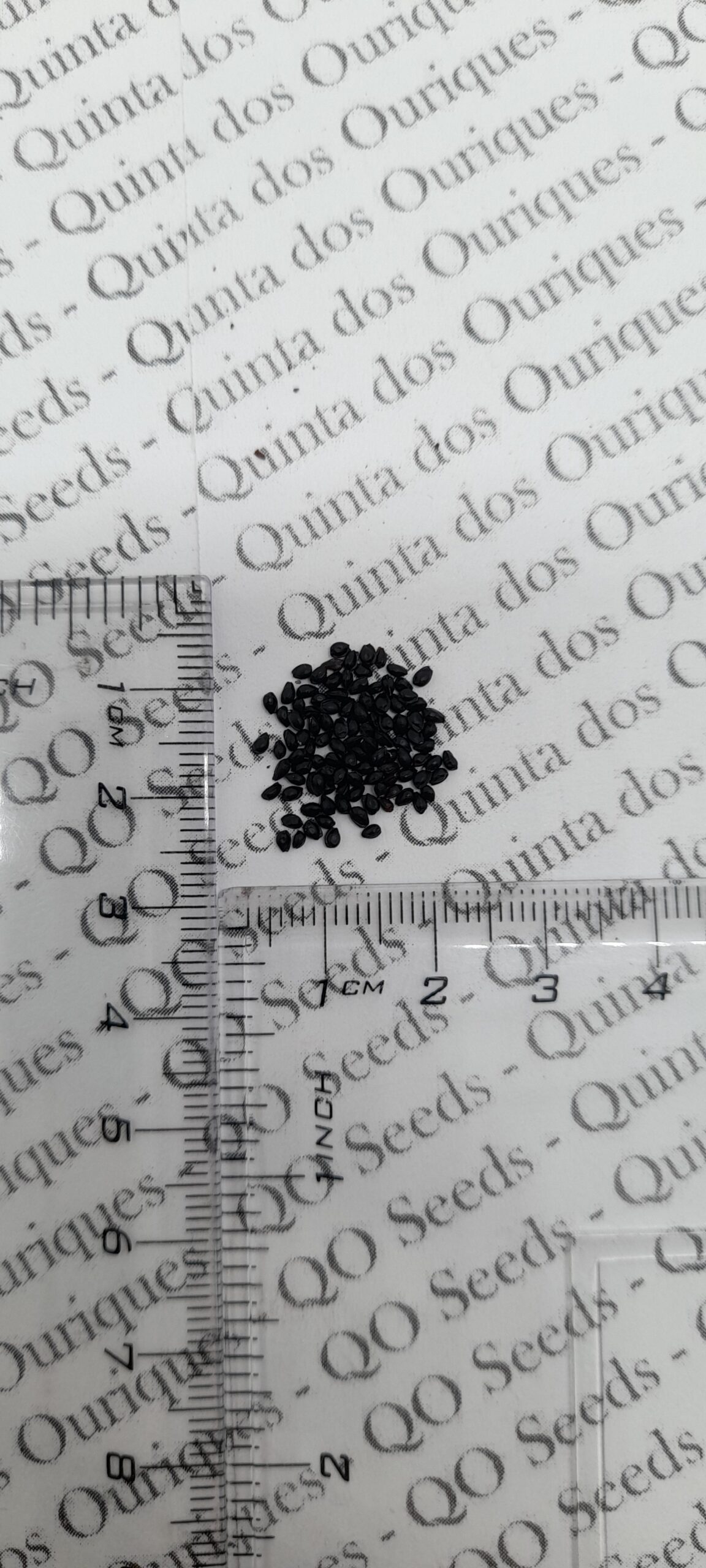 Aquilegia vulgaris var. stellata 'Nora Barlow' - Aquilegia clematis flower, Columbine Pink - Image 9