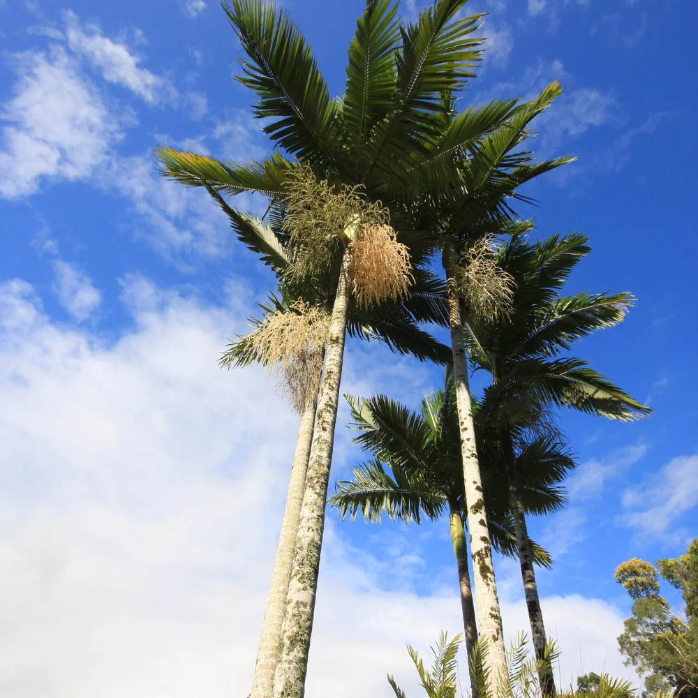 Archontophoenix alexandrae - Alexandra Palm, King Palm, Northern Bangalow Palm