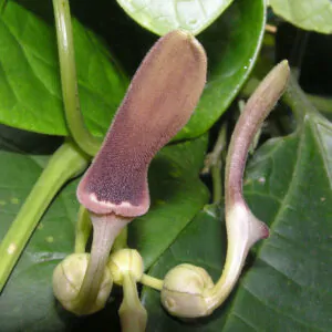 Aristolochia tagala - Indian Birthwort, Dutchman's Pipe