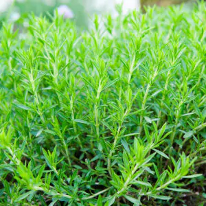 Artemisia dracunculus - Russian Tarragon, Estragon