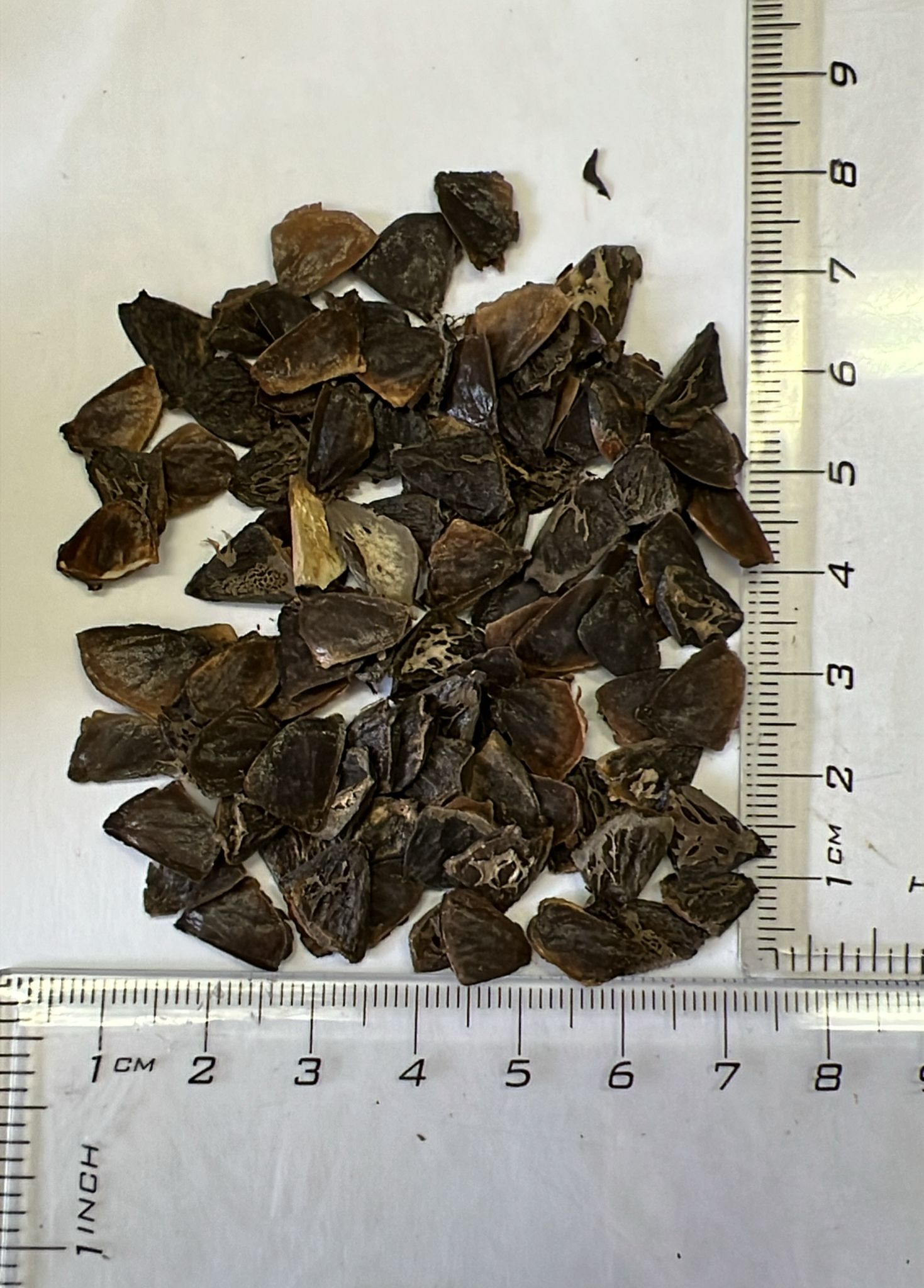 Banksia hookeriana - Hooker's Banksia, Eneabba Banksia - Image 7